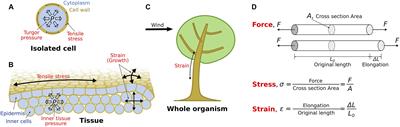 Feeling Stressed or Strained? A Biophysical Model for Cell Wall Mechanosensing in Plants